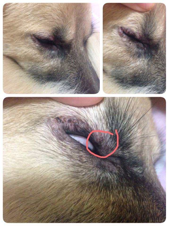 น้องมารวยตาบวมและเจ็บ ทำยังไงดีคะคุณหมอ  น้องมารวยตาบวมและเจ็บ ทำยังไงดีคะคุณหมอ